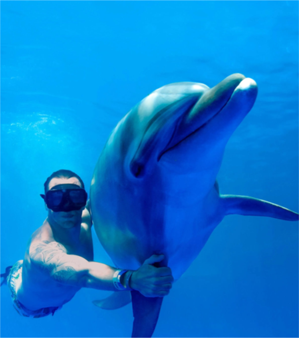 Nado con Delfines