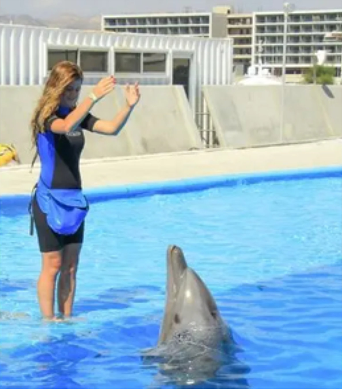 Entrenador de Delfines por un día