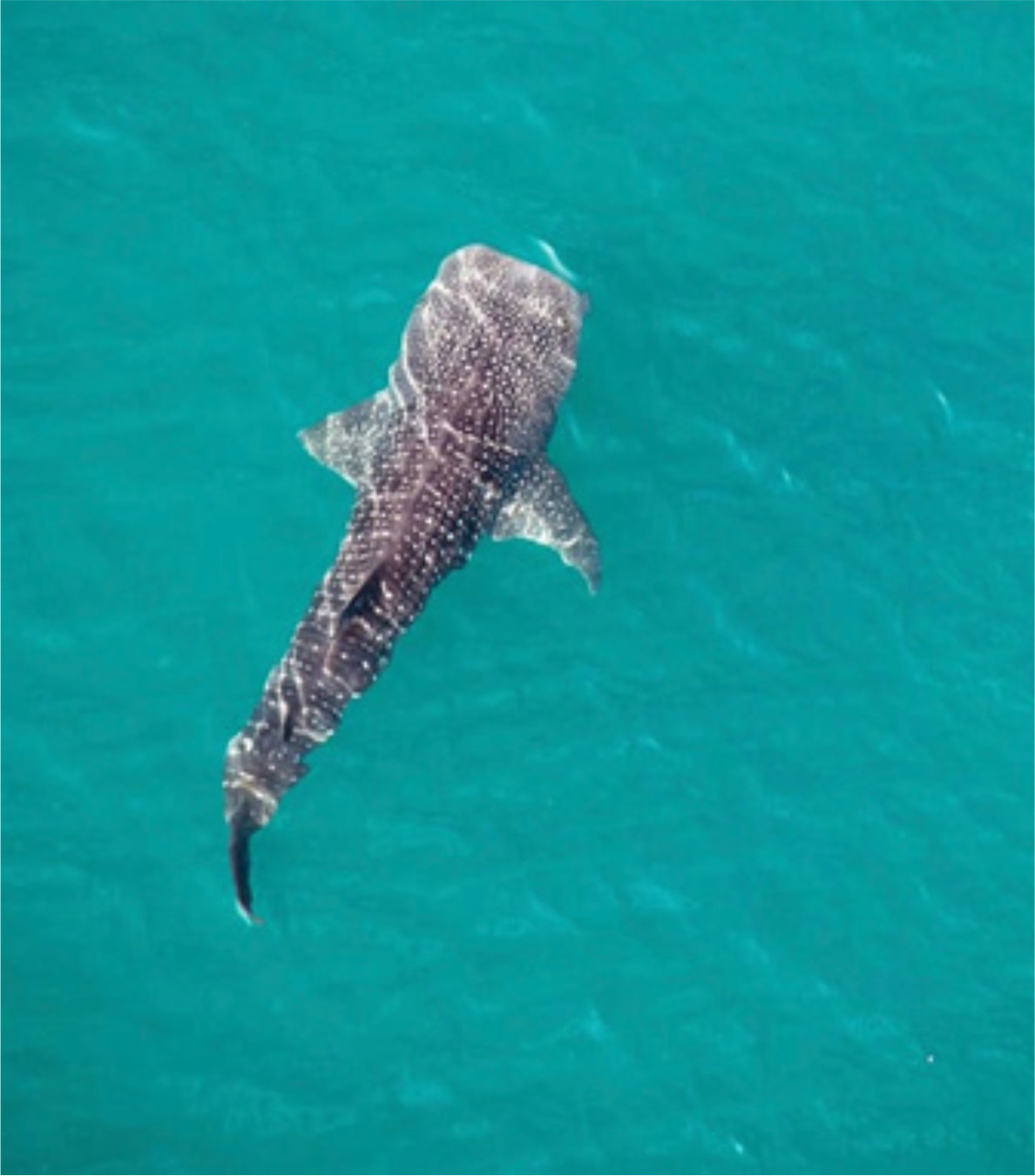 Nado con Tiburón ballena