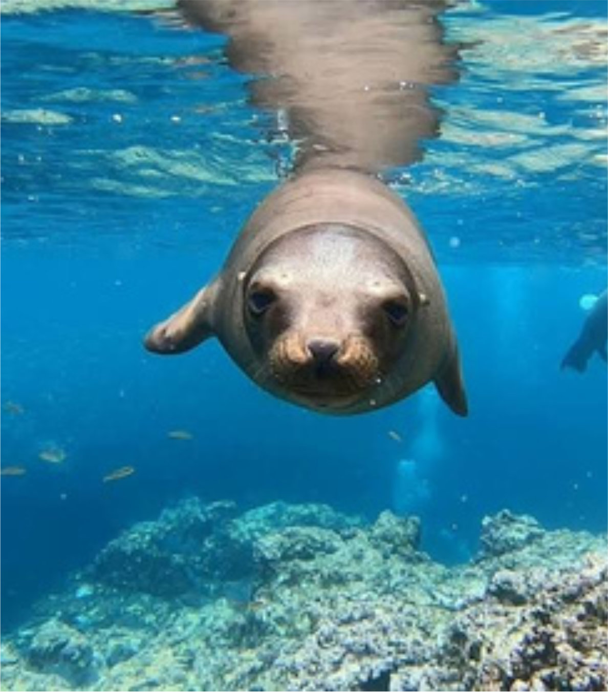 Combo – Isla Espíritu Santo + nado con tiburón ballena
