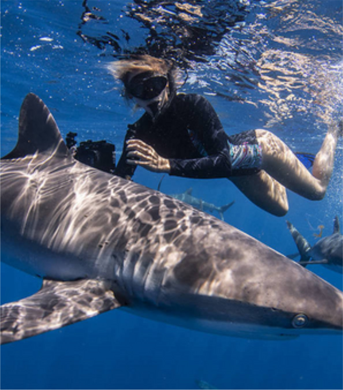 Nado con Tiburón