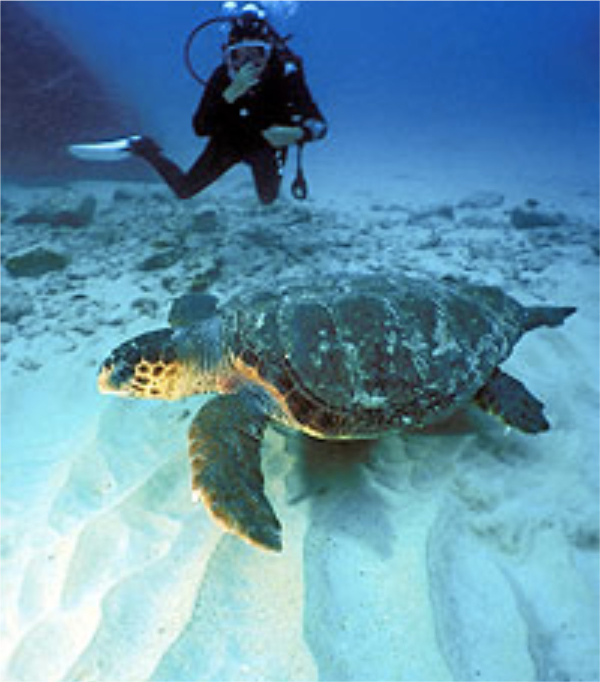 Buceo Profesional