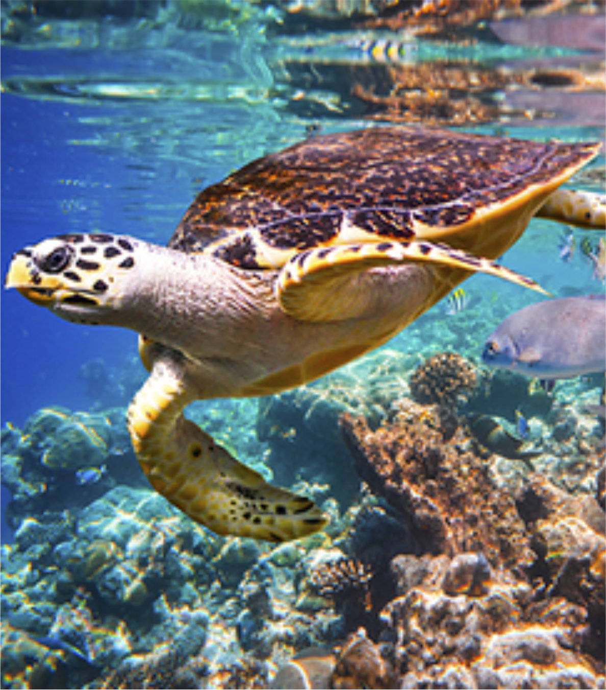 Cabo Pulmo Tour de Snorkel