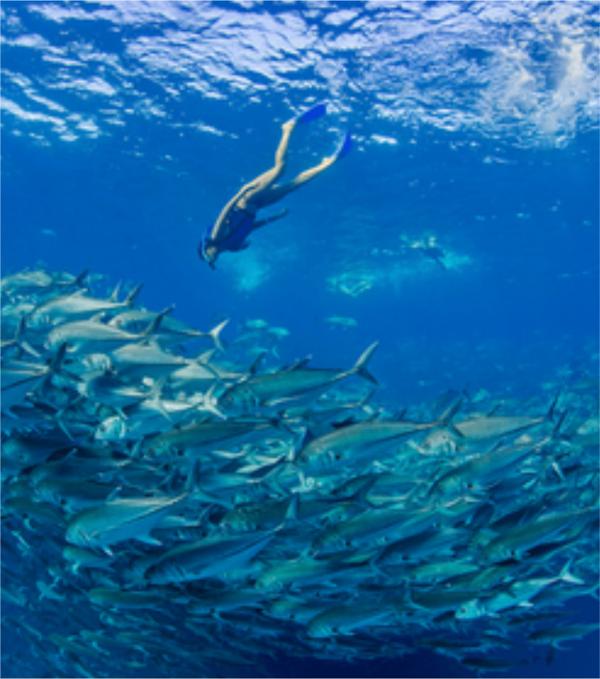 Snorkel y Buceo